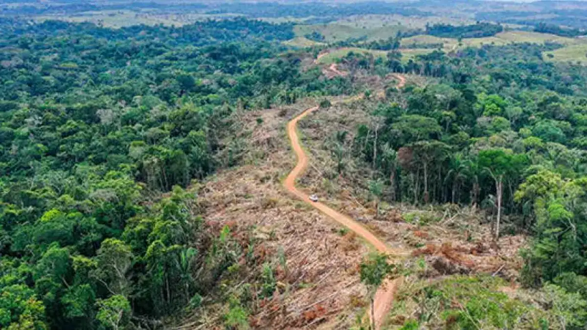 Colombia Reforests Conflict Zones After Peace Agreement